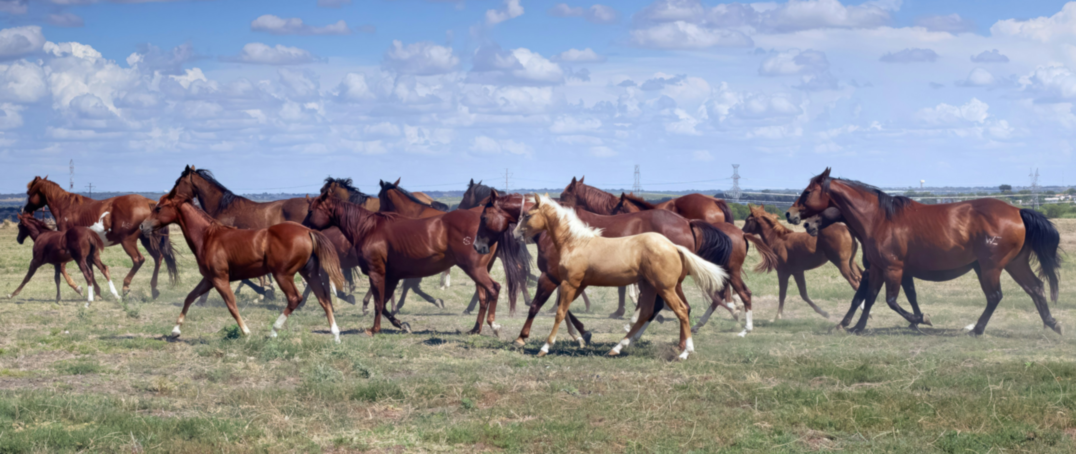 horse herd